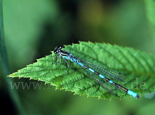 Speer-Azurjungfer (Coenagrion hastulatum)