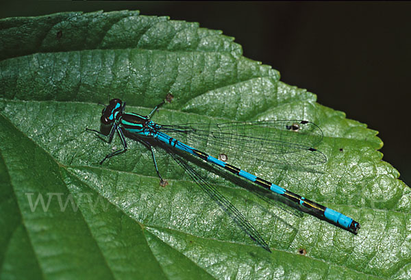 Speer-Azurjungfer (Coenagrion hastulatum)