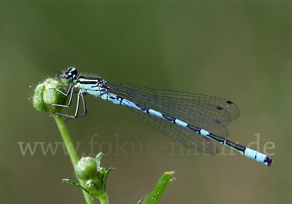 Speer-Azurjungfer (Coenagrion hastulatum)