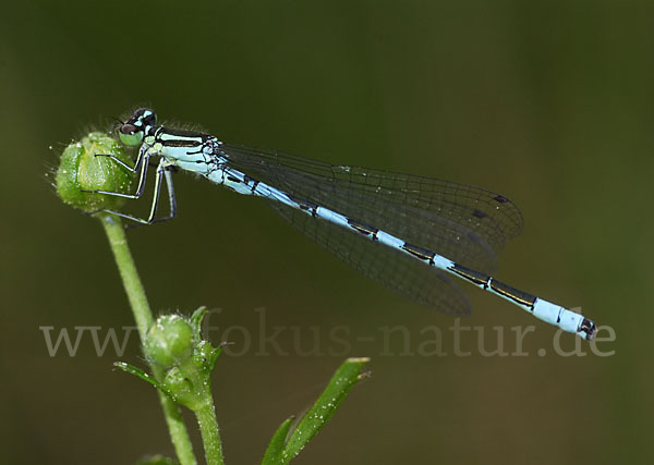 Speer-Azurjungfer (Coenagrion hastulatum)