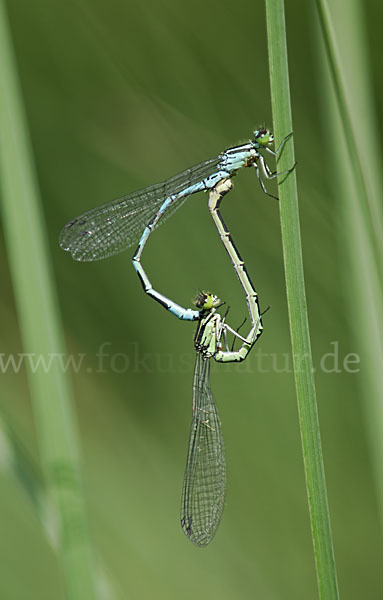 Speer-Azurjungfer (Coenagrion hastulatum)