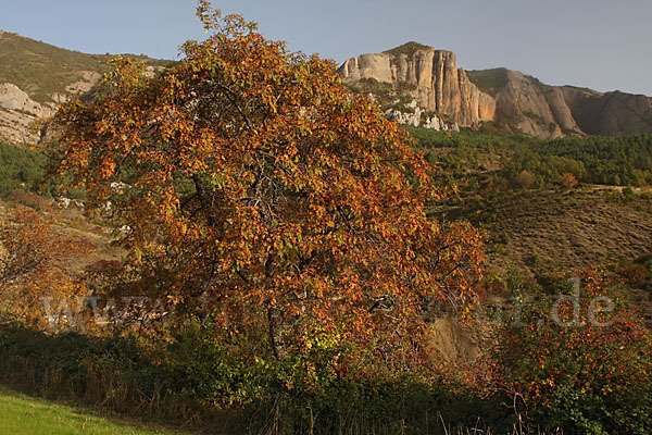 Speierling (Sorbus domestica)