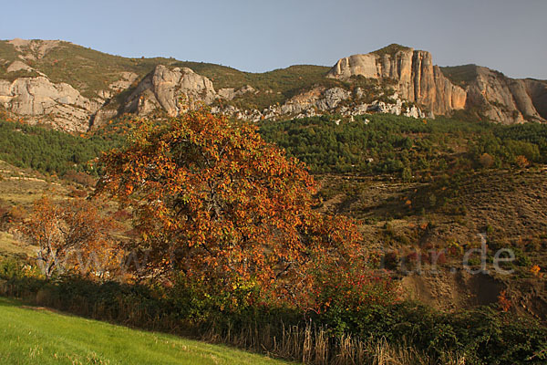 Speierling (Sorbus domestica)