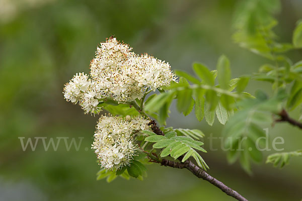 Speierling (Sorbus domestica)