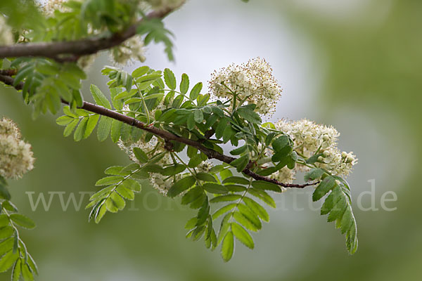 Speierling (Sorbus domestica)