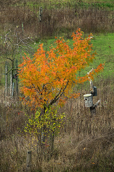 Speierling (Sorbus domestica)