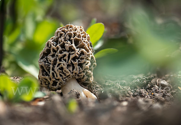 Speisemorchel (Morchella esculenta)