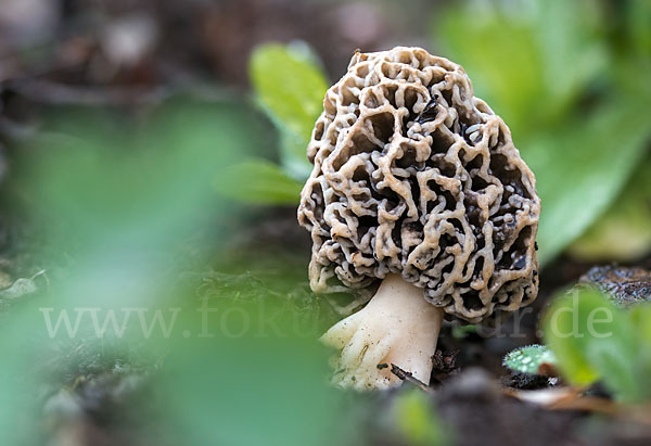 Speisemorchel (Morchella esculenta)