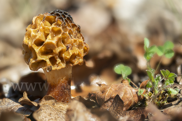 Speisemorchel (Morchella esculenta)