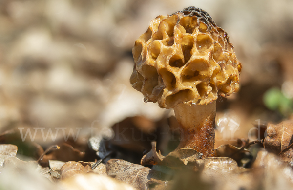 Speisemorchel (Morchella esculenta)