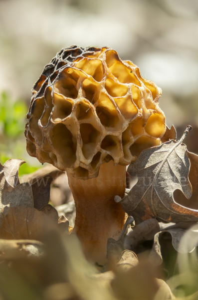 Speisemorchel (Morchella esculenta)