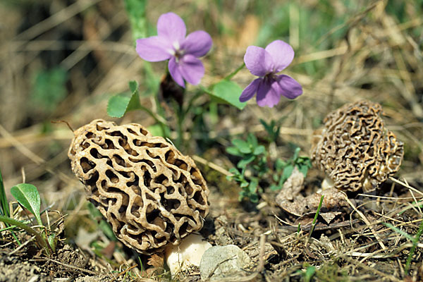 Speisemorchel (Morchella esculenta)