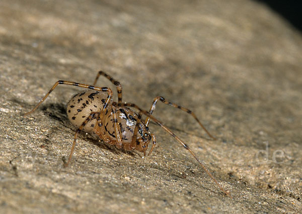 Speispinne (Scytodes  thoracica)