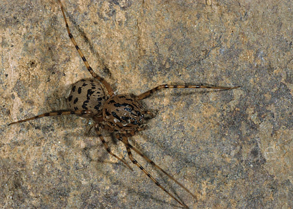 Speispinne (Scytodes  thoracica)