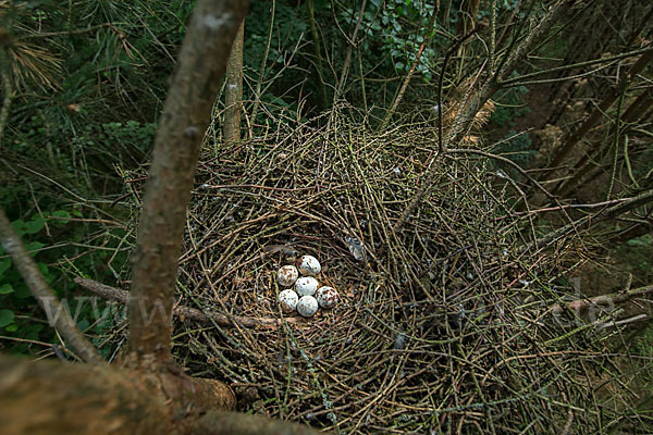 Sperber (Accipiter nisus)