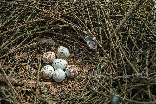 Sperber (Accipiter nisus)