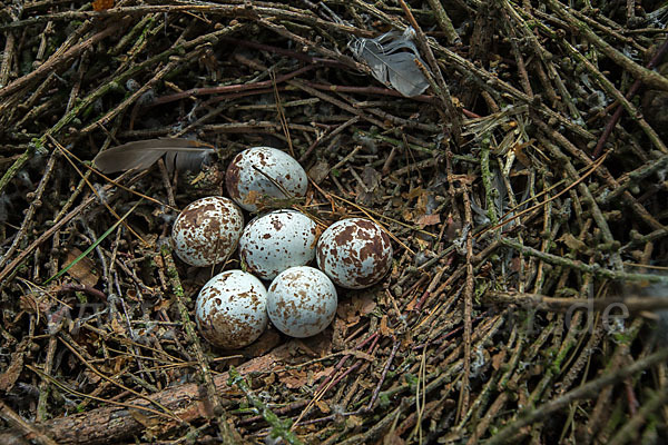 Sperber (Accipiter nisus)