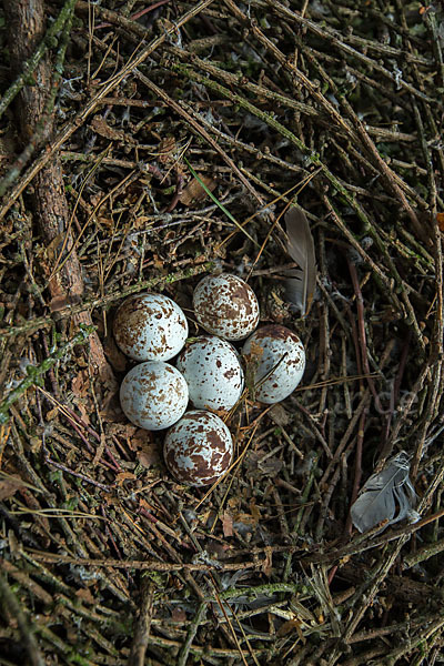 Sperber (Accipiter nisus)