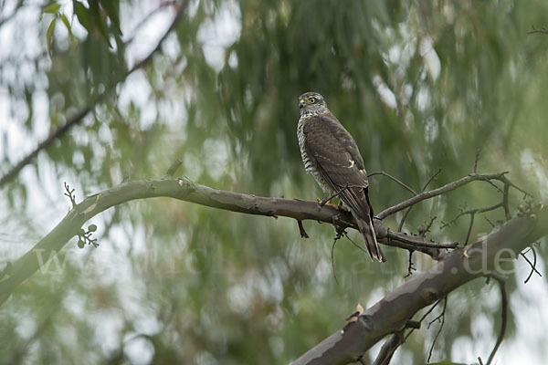 Sperber (Accipiter nisus)