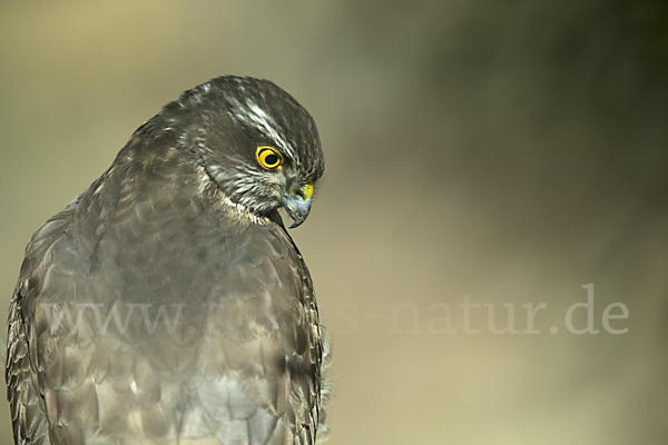 Sperber (Accipiter nisus)