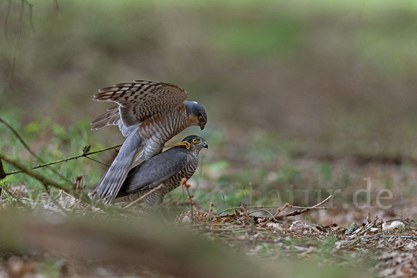 Sperber (Accipiter nisus)