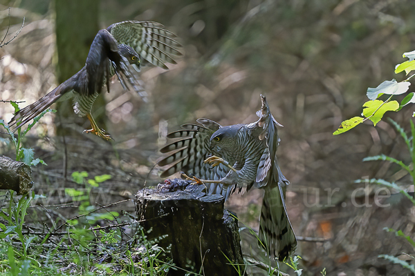 Sperber (Accipiter nisus)