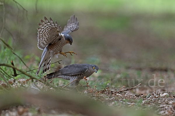 Sperber (Accipiter nisus)