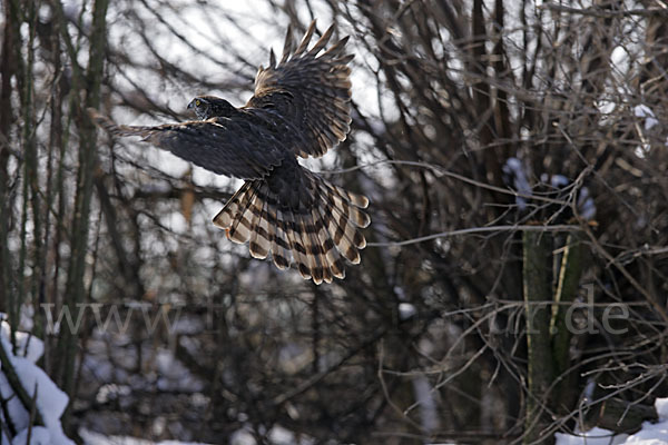 Sperber (Accipiter nisus)