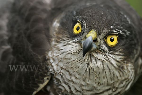 Sperber (Accipiter nisus)