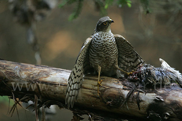 Sperber (Accipiter nisus)