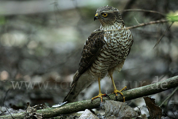 Sperber (Accipiter nisus)