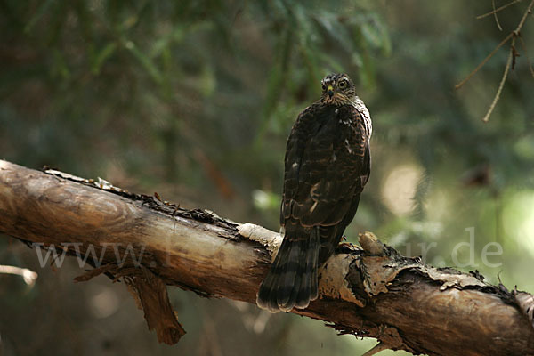 Sperber (Accipiter nisus)