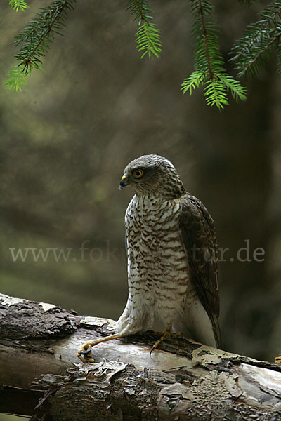 Sperber (Accipiter nisus)