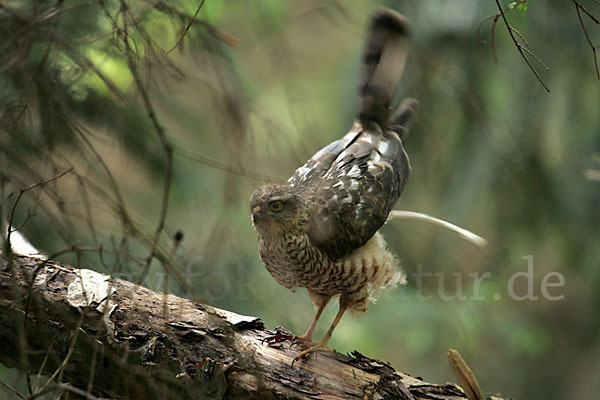 Sperber (Accipiter nisus)