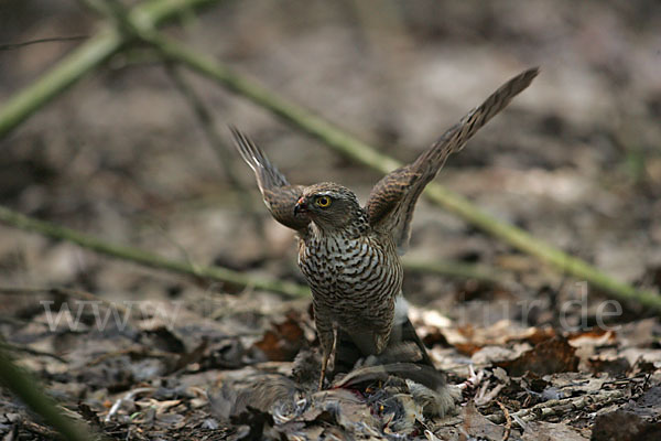 Sperber (Accipiter nisus)