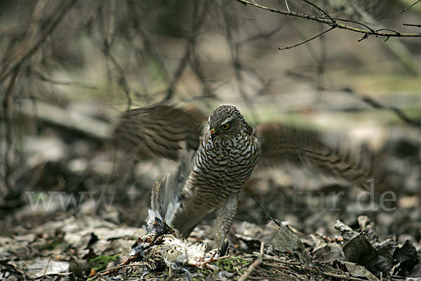 Sperber (Accipiter nisus)