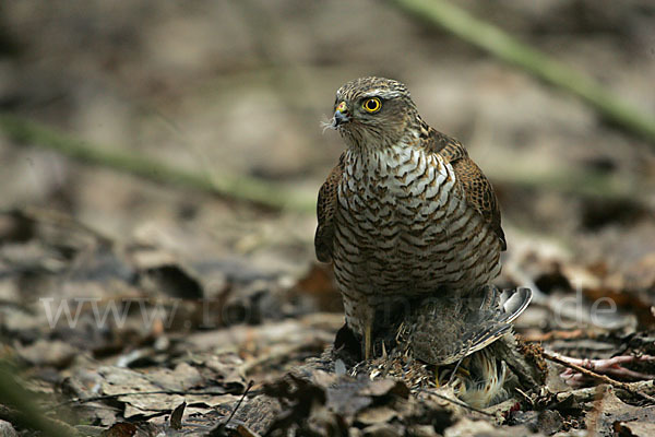 Sperber (Accipiter nisus)