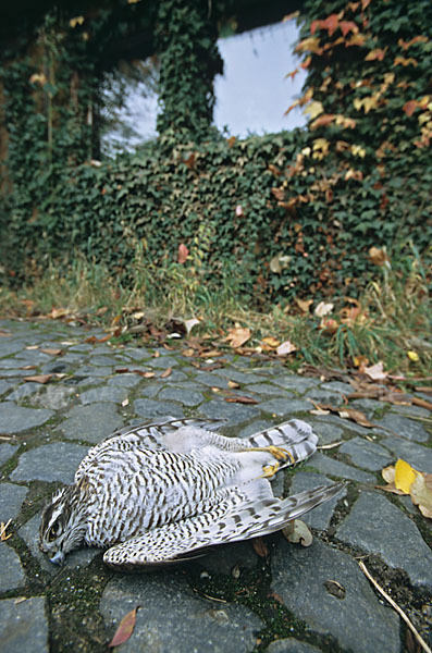 Sperber (Accipiter nisus)