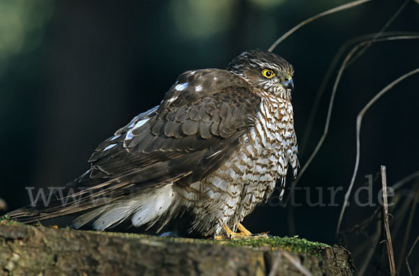 Sperber (Accipiter nisus)