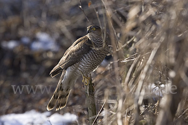 Sperber (Accipiter nisus)