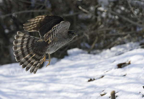 Sperber (Accipiter nisus)