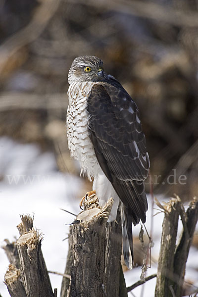 Sperber (Accipiter nisus)