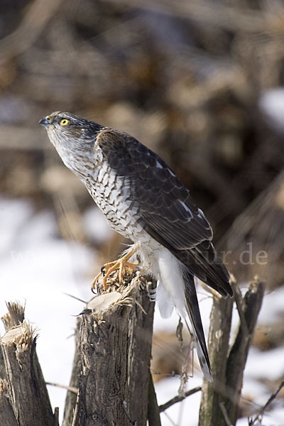 Sperber (Accipiter nisus)