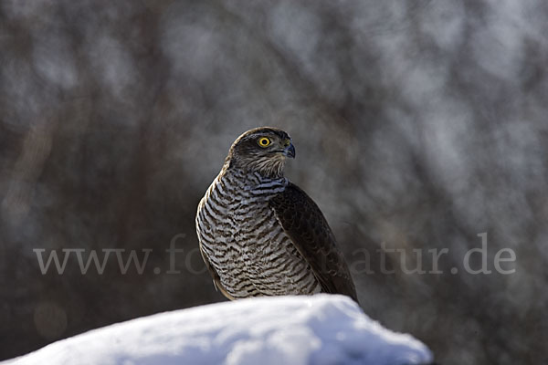 Sperber (Accipiter nisus)