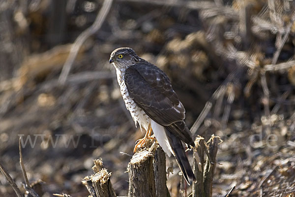 Sperber (Accipiter nisus)