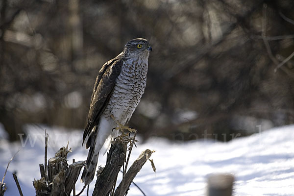 Sperber (Accipiter nisus)