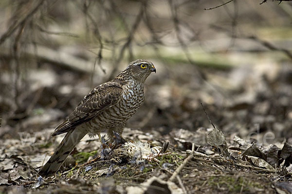 Sperber (Accipiter nisus)