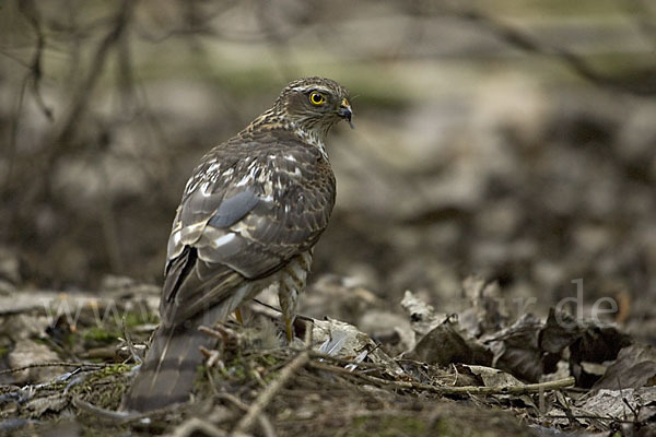 Sperber (Accipiter nisus)