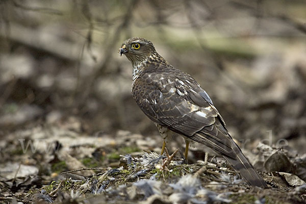 Sperber (Accipiter nisus)