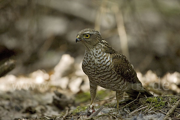 Sperber (Accipiter nisus)